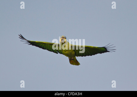 Orange-winged Amazon Parrot (Amazona Amazonica) fliegen in Ecuador. Stockfoto