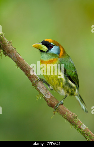 Rothaarige Barbet (Eubucco Bourcierii) thront auf einem Ast in Ecuador. Stockfoto