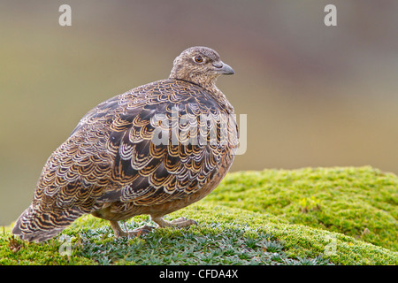 Rufous-bellied Seedsnipe (Attagis Gayi) ernähren sich von Samen im Hochland von Ecuador. Stockfoto