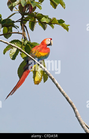 Hellroten Aras (Ara Macao) thront auf einem Ast in Ecuador. Stockfoto