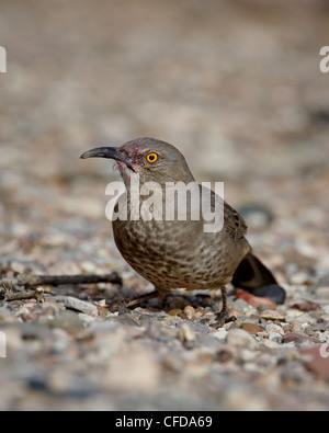 Kurve-billed Thrasher (Toxostoma Curvirostre), Caballo Lake State Park, New Mexico, Vereinigte Staaten von Amerika, Stockfoto