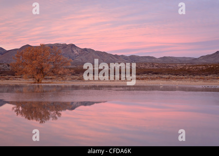 Rosa Wolken und Teich bei Sonnenaufgang, Bosque Del Apache National Wildlife Refuge, New Mexico, Vereinigte Staaten von Amerika, Stockfoto