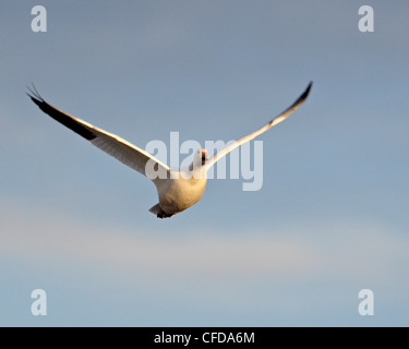 Schneegans (Chen Caerulescens) während des Fluges, Bosque del Apache National Wildlife Refuge, New Mexico, Deutschland Stockfoto