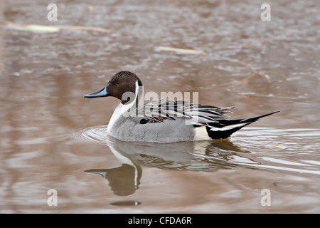 Nördliche Pintail (Anas Acuta), Bosque del Apache National Wildlife Refuge, New Mexiko, Deutschland, Stockfoto