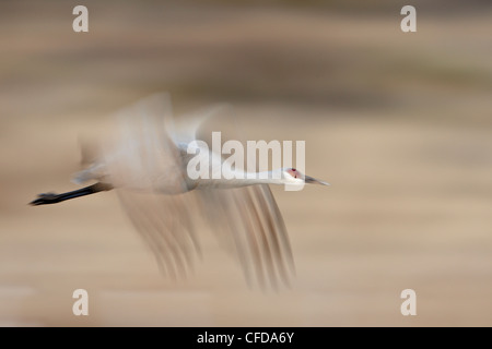 Sandhill Kran (Grus Canadensis) im Flug, Bosque Del Apache National Wildlife Refuge, New Mexico, Vereinigte Staaten von Amerika Stockfoto