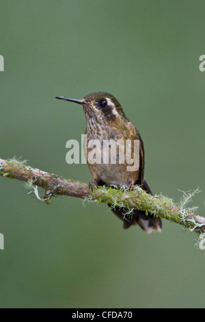 Gesprenkelter Kolibri (Adelomyia Melanogenys) thront auf einem Ast in Ecuador. Stockfoto