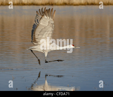 Sandhill Kran (Grus Canadensis) ausziehen aus einem Teich, Bosque Del Apache National Wildlife Refuge, New Mexico, USA Stockfoto