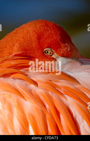 Karibik Flamingo (Phoenicopterus Ruber Ruber), Rio Grande Zoo, Albuquerque Biological Park, Albuquerque, New Mexico, USA Stockfoto