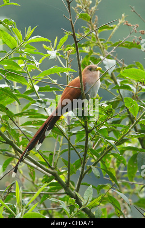 Eichhörnchen-Kuckuck (Piaya Cayana) thront auf einem Ast in Ecuador. Stockfoto