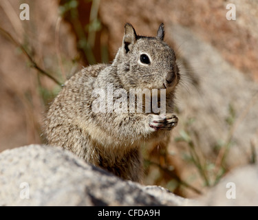 California Ziesel (Citellus Beecheyi), Joshua Tree Nationalpark, Kalifornien, Vereinigte Staaten von Amerika, Stockfoto