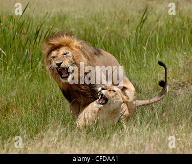 Löwen (Panthera Leo) Paaren, Serengeti Nationalpark, Tansania, Ostafrika, Afrika Stockfoto
