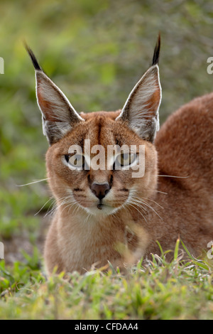 Karakal (Caracal Caracal), Serengeti Nationalpark, Tansania, Ostafrika, Afrika Stockfoto