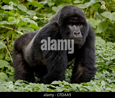 Berg-Gorilla (Gorilla Gorilla Beringei) Silberrücken der Umubano Gruppe namens Charles, Volcanoes-Nationalpark, Ruanda Stockfoto