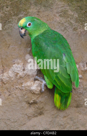 Gelb-gekrönte Amazon (Amazona Ochrocephala) Fütterung auf eine Salzlecke im Amazonasgebiet Ecuadors. Stockfoto