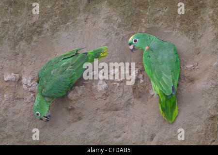 Gelb-gekrönte Amazon (Amazona Ochrocephala) Fütterung auf eine Salzlecke im Amazonasgebiet Ecuadors. Stockfoto