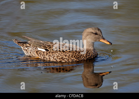 Weibliche Stockente (Anas Platyrhynchos) schwimmen, Sweetwater Feuchtgebiete, Tucson, Arizona, Vereinigte Staaten von Amerika, Stockfoto