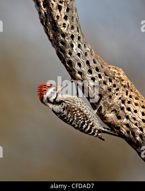 Männliche ladder-backed Specht (Picoides Scalaris), The Pond, Amado, Arizona, Vereinigte Staaten von Amerika, Stockfoto