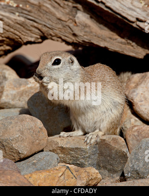 Runde-tailed Grundeichhörnchen (Spermophilus Tereticaudus), The Pond, Amado, Arizona, Vereinigte Staaten von Amerika, Stockfoto