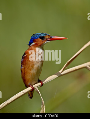 Malachit-Eisvogel (Alcedo Cristata), Krüger Nationalpark, Südafrika, Afrika Stockfoto