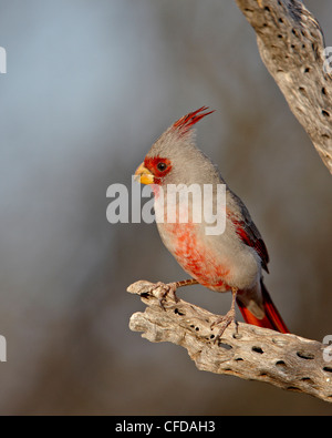 Männliche Pyrrhuloxia (Cardinalis Sinuatus), The Pond, Amado, Arizona, Vereinigte Staaten von Amerika, Stockfoto