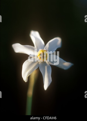 Narzisse in das warme Licht des Sonnenuntergangs. Stockfoto