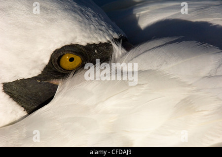 Nazca Booby (ehemals maskierte Tölpel), Punto Cevallos, Espanola (Haube) Insel, Galapagos-Inseln, Ecuador, Südamerika. Stockfoto