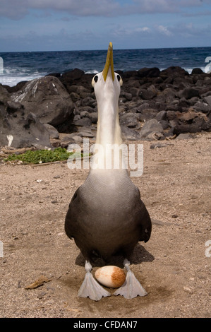 Gewellte Albatros mit Ei, Punto Cevallos, Espanola (Haube) Insel, Galapagos-Inseln, Ecuador, Südamerika. Stockfoto