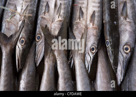 Fangfrischen Fisch in einer Box bereit zum Verkauf, Insel Mahe, Seychellen Stockfoto