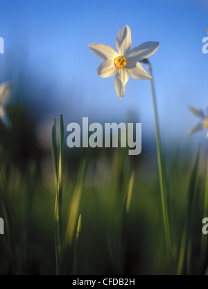 Frühling Narzissen in das warme Licht des Sonnenuntergangs. Stockfoto