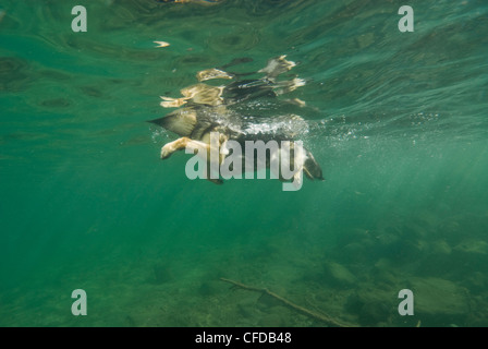 Ein Deutscher Schäferhund, Schwimmen im Fluss Puntledge in der Nähe von Courtenay, BC, Kanada. Stockfoto