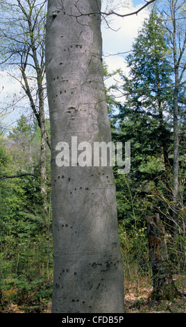 Kratzspuren (schwarzer Bär) auf amerikanische Buche (Fagus Grandifolia) Baum, Ontario, Kanada. Stockfoto