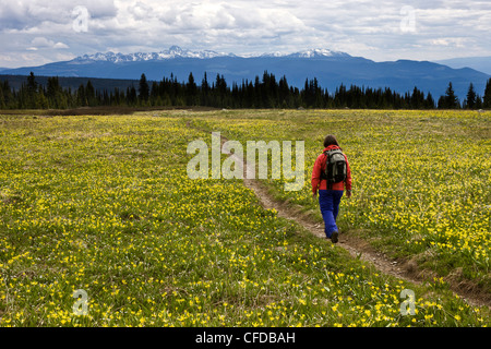 Wanderer inmitten der alpinen Blumen im Wells Gray Park in British Columbia, Kanada Stockfoto