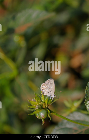 Chilades Pandava Pandava ´s Schmetterling wenig, Chilades Pandava pandava Stockfoto