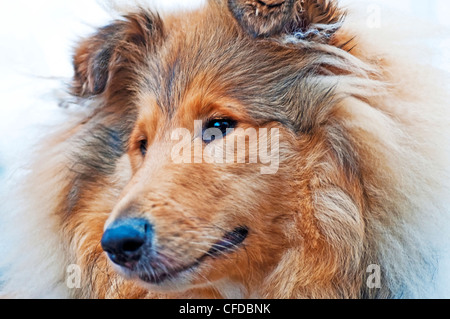 Leiter der britischen wahr gezüchtet Collie Hund Stockfoto