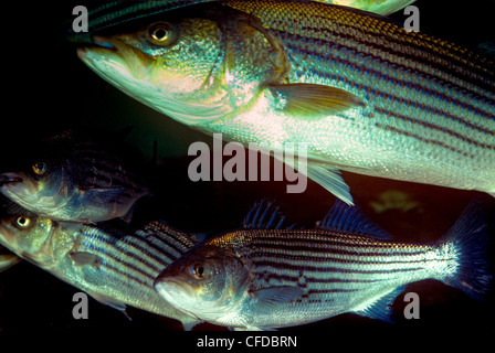 Striped Bass (Morone Inselbogens) Stockfoto