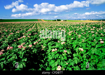 Kartoffelfeld in voller Blüte, Hampton, Prince Edward Island, Canada Stockfoto