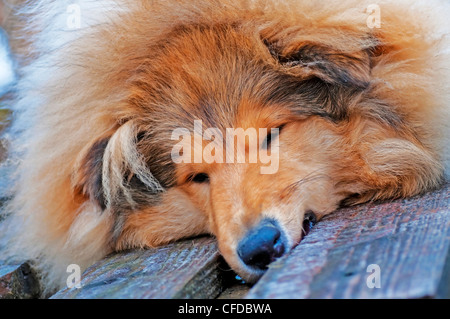 Leiter der britischen wahr gezüchtet Collie Hund Stockfoto