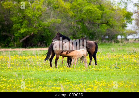 Quater Horse Stuten und Fohlen, Boissevain, Manitoba, Kanada Stockfoto