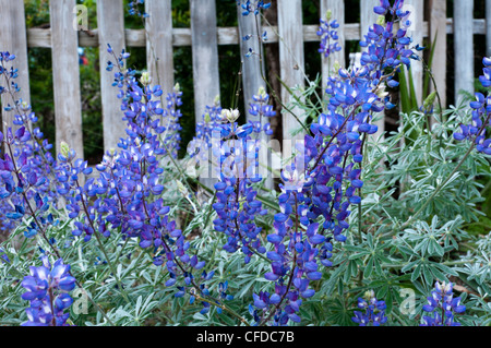 Lupinus Albifrons Var Douglasii. Stockfoto