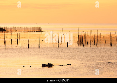 Wehr-Netze und Seehunde in der Morgendämmerung, Testkammern Cove, Grand Manan Island, Bay Of Fundy, New Brunswick, Kanada Stockfoto