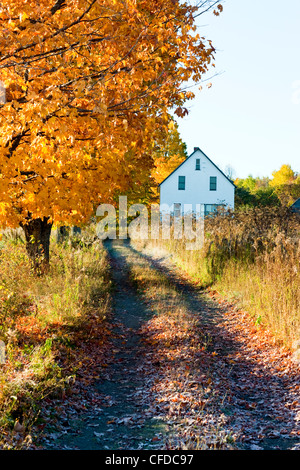 Fallen Sie Blätter und Haus, Saint John River Valley, Fredericton, New Brunswick, Kanada Stockfoto