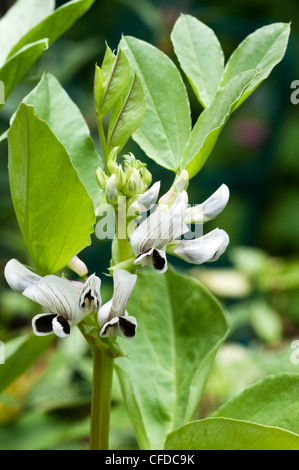 Saubohne (Vicia Faba) Pflanze. Stockfoto