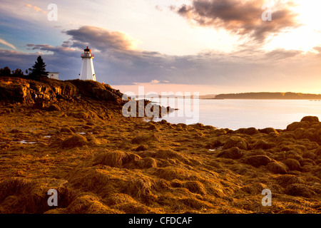 Rockweed, (Fucus Vesiculosus), Algen, bei Ebbe Green Point Lighthouse Bay Of Fundy, New Brunswick, Kanada Stockfoto