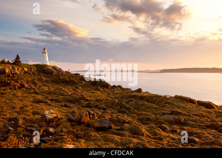 Rockweed, (Fucus Vesiculosus), Algen, bei Ebbe Green Point Lighthouse Bay Of Fundy, New Brunswick, Kanada Stockfoto