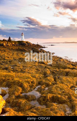 Rockweed, (Fucus Vesiculosus), Algen, bei Ebbe Green Point Lighthouse Bay Of Fundy, New Brunswick, Kanada Stockfoto