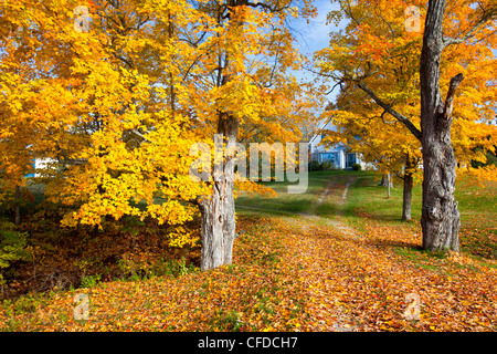 Bäreninsel, Saint John River Valley, New Brunswick, Kanada Stockfoto