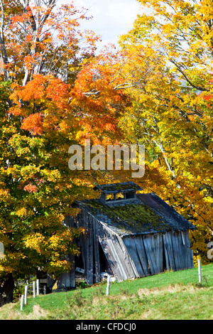 Alten sugar Shack und Herbstlaub, Saint John River Valley, New Brunswick, Kanada Stockfoto