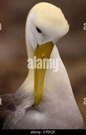 Winkte Albatross putzen, Punto Cevallos, Espanola (Haube) Insel, Galapagos-Inseln, Ecuador, Südamerika. Stockfoto