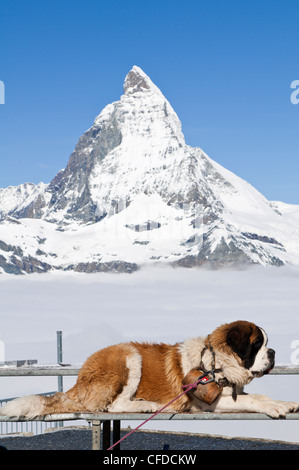 Bernhardiner und Matterhorn von oben auf den Gornergrat, Schweiz, Europa Stockfoto