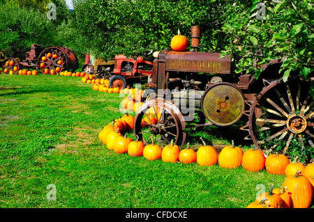 Eine Reihe von alten Traktoren und Kürbisse in einem Obstgarten bei Parsons Obststand in Keremeos, Britisch-Kolumbien, Kanada Stockfoto